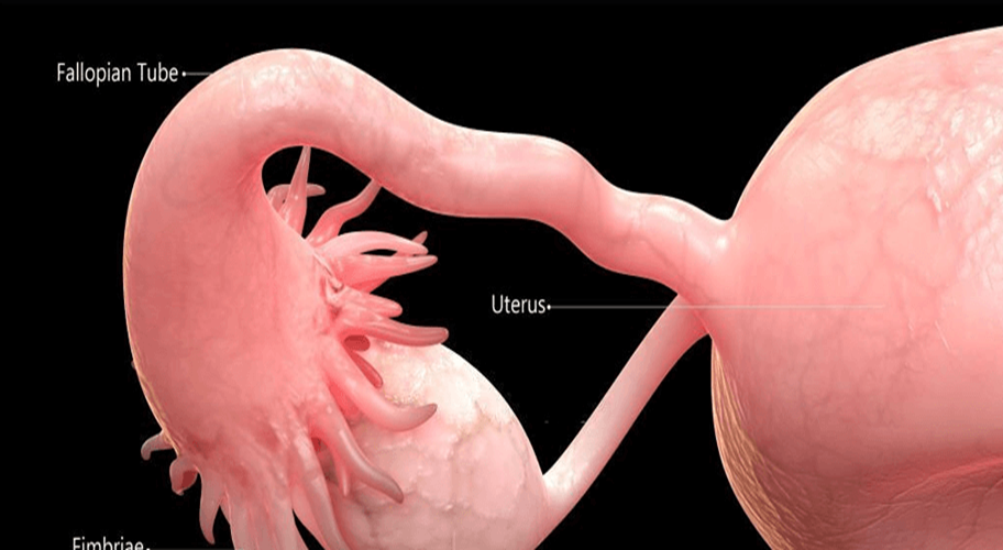 Womb and Fallopian Tube Treatment
